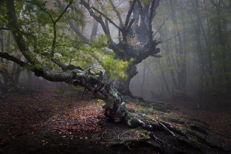 дерево, деревья, туман, дымка, осень, лес, свет, луч, woodland, tree, trees, forest, mystic, myctical, fog, mist, mood, чаща, autumn, мистика, сказка, образ, Призрачный светphoto preview
