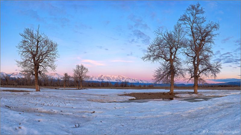реликтовые тополя, курай, наледь, рассвет, алтай, весна Северный коэффициентphoto preview