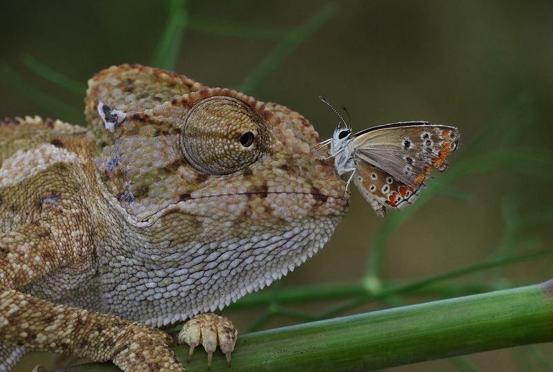 animal,nature,macro,prey,hunter,butterfly,chameleon prey and hunterphoto preview