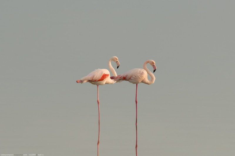 фламинго, кипр, ларнака, прица, розовый, море, озеро, вода, закат, осень, зима Пара фламингоphoto preview