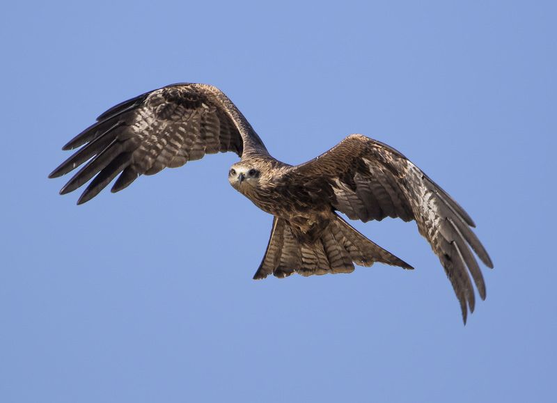 удивлениеphoto preview