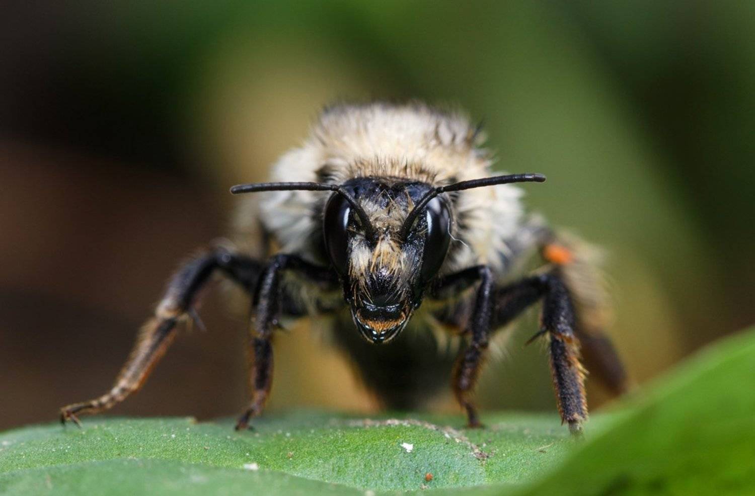 , Тамара Морозова