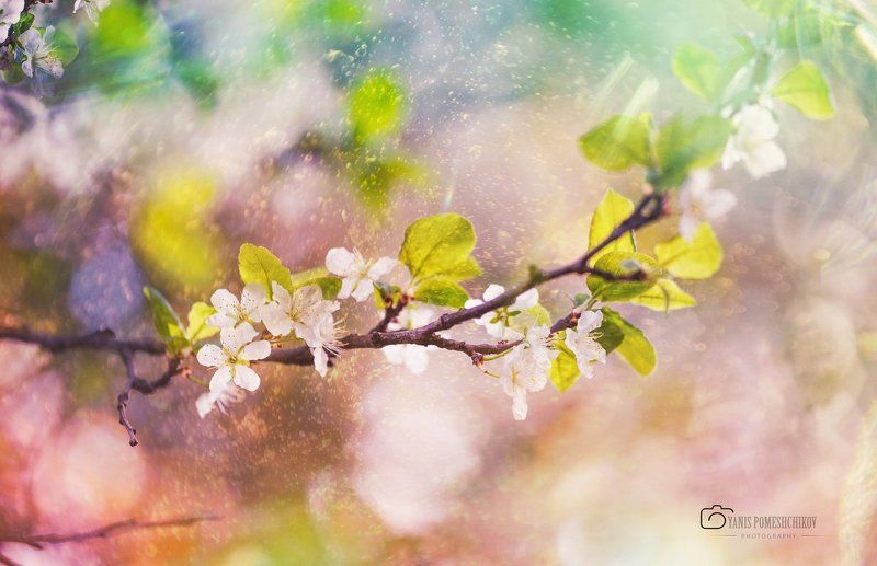 spring,nature,flowering springphoto preview