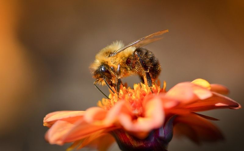 Пчелиные историиphoto preview