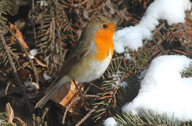 Зимняя зарянка.photo preview
