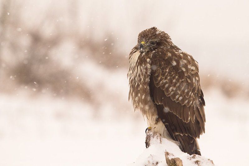 Снегом валитphoto preview