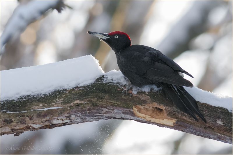 птицы, природа, дятел, dryocopus martius, желна, чёрный дятел, зима, январь, 2017, москва, ботанический сад, гбс Чёрный докторphoto preview