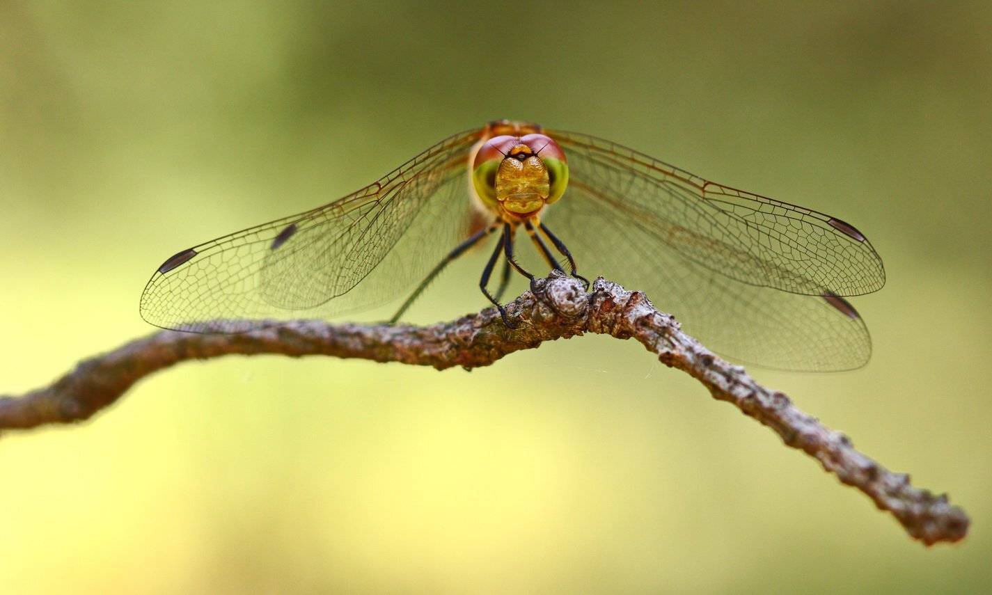 Стрекоза. Автор: Sergii Markov стрекоза, симпетрум, жёлтый, sympetrum, flaveolum, самарский лес, Sergii Markov
