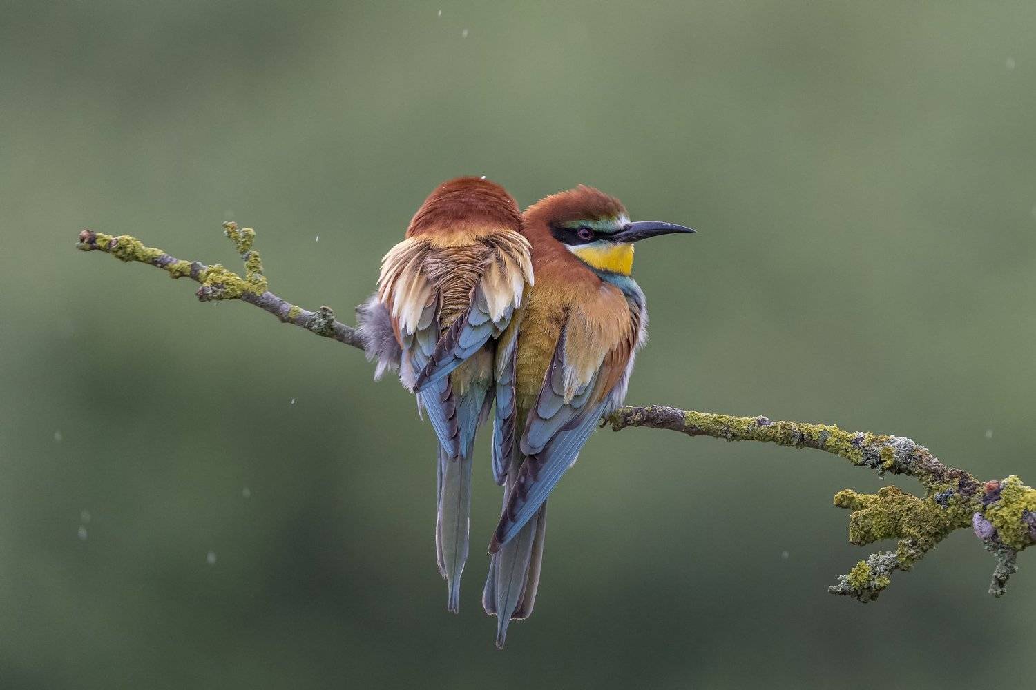 European Bee-eaters. Автор: Dominik Chrzanowski European Bee-eater, Merops apiaster, Birder's Corner, Dominik Chrzanowski