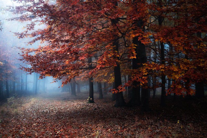 autumn colorsphoto preview