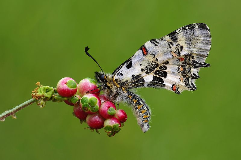 animal,nature,macro,butterfly,flower,balance,details Balancephoto preview