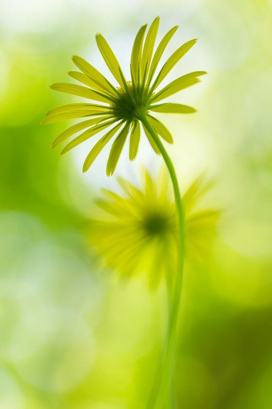 цветы,цветок,природа,растения,макро Летняяphoto preview