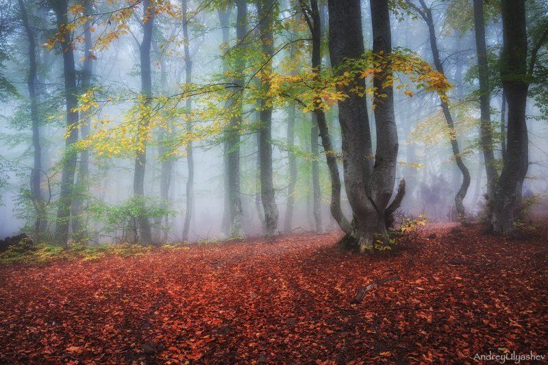 крым, демерджи, осень, лес, туман Осенняя мелодияphoto preview