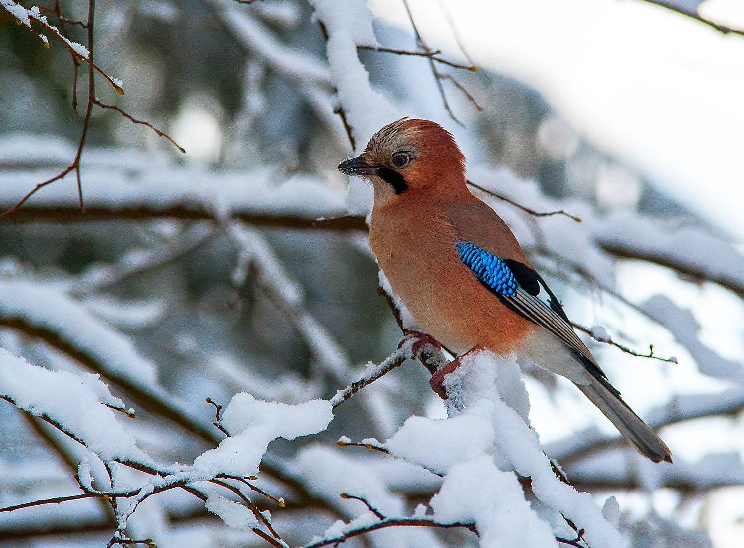 ***, Валерий Смирнов