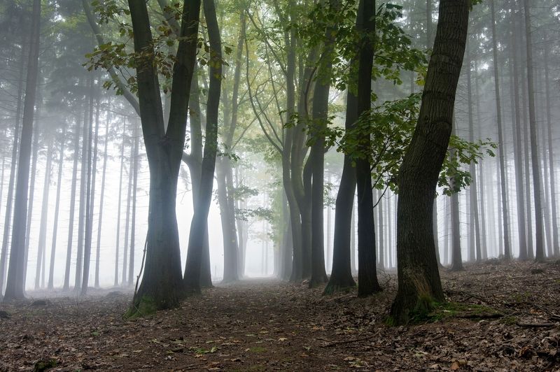 fog,mist,autumn,fall,morning,foggy,misty,nobody,forest,trees,way,road,nature,mysterious,fantasy, Foggy wayphoto preview