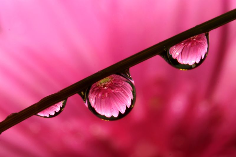 Dew Droplets Macro seriesphoto preview