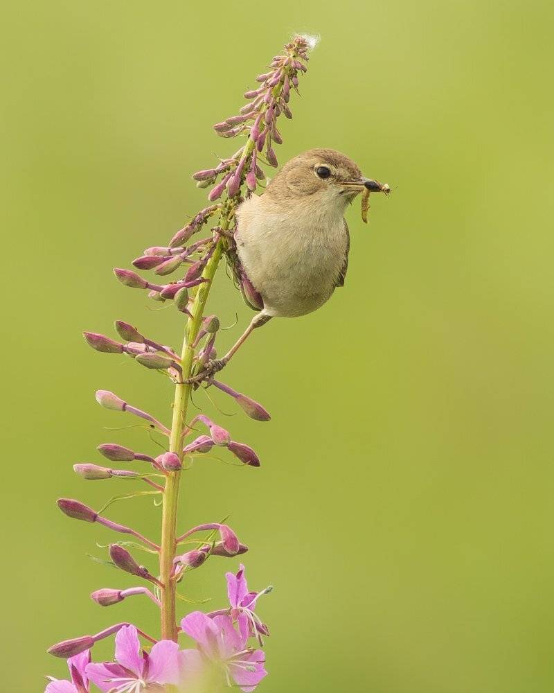 Северная бормотушка. Автор: Суслов Дмитрий северная бормотушка, Суслов Дмитрий