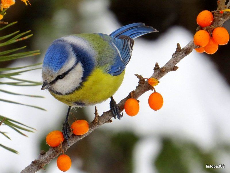 Птицы photo preview