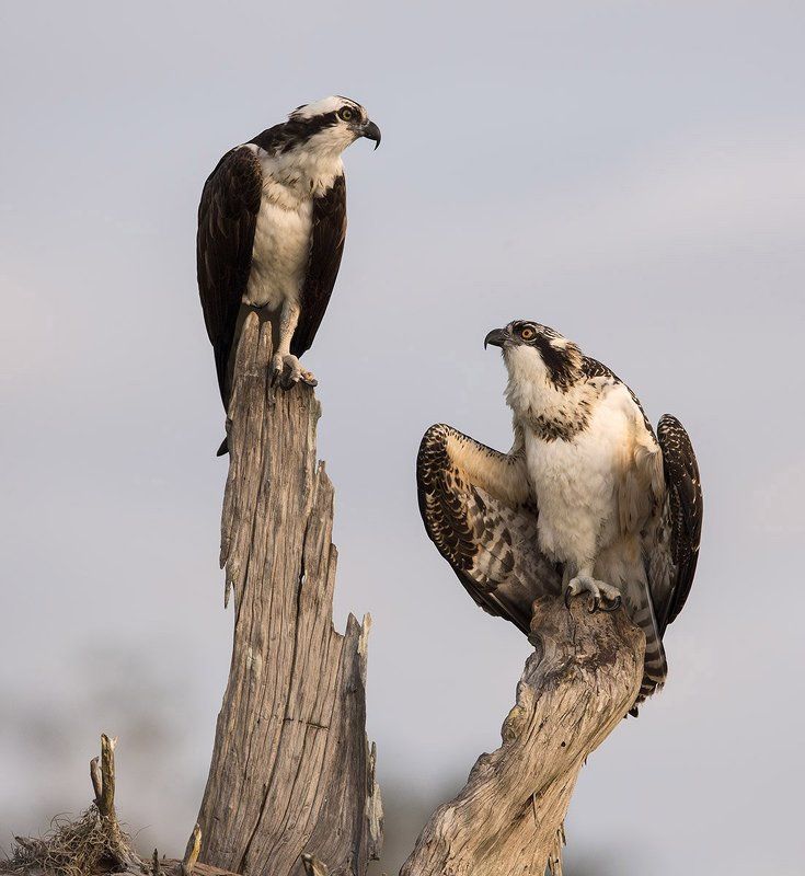 скопа, osprey, florida, флорида, blue cypress lake Диалог. Оspreyphoto preview