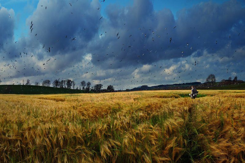 Lord of the Birdsphoto preview