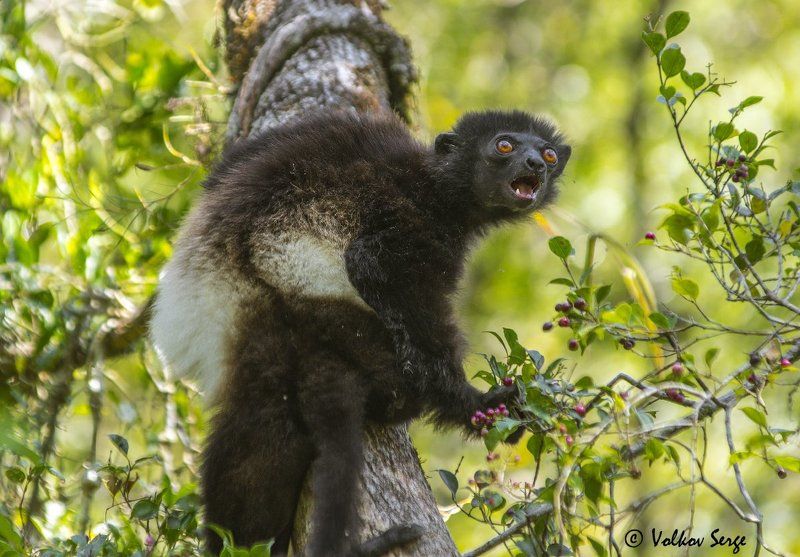 сифака милн-эдвардса, propithecus edwardsi, milne-edwards\' sifaka, national park ranomafana, мадагаскар, фотоохота, дикие животные, дикая природа, лемуры Утикай!photo preview