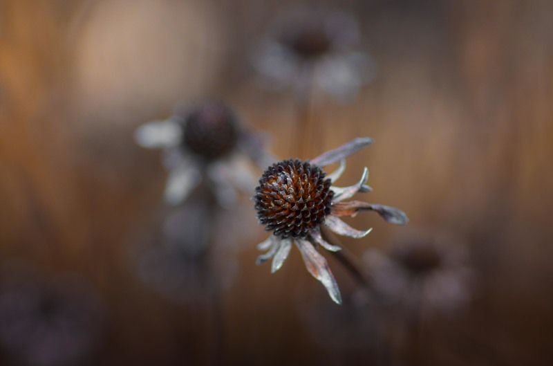 Завяло ,отцвелоphoto preview