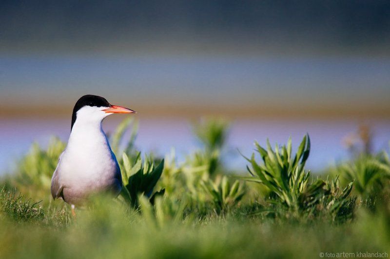 Речная крачкаphoto preview