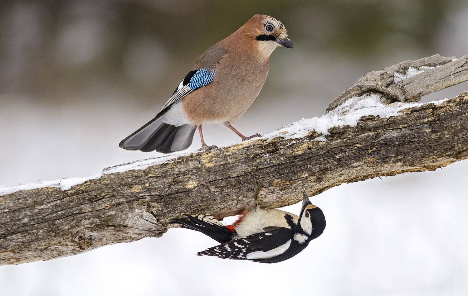 противостояние. Автор: алексей овчинников сойка,большой пёстрый дятел, алексей овчинников