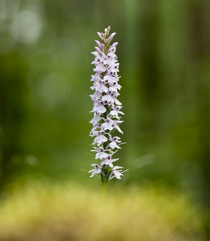 цветы,цветок,природа,макро,растения,боке Летняя серияphoto preview