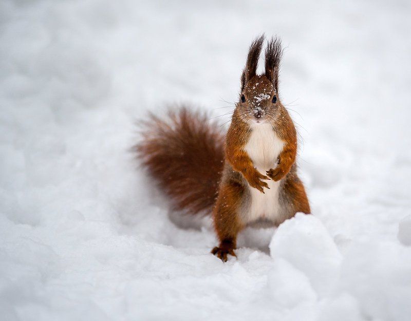 Орешка не найдется?..photo preview