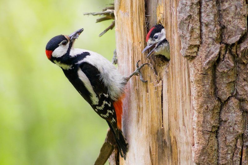 Папа-дятел и ребенок-дятелphoto preview