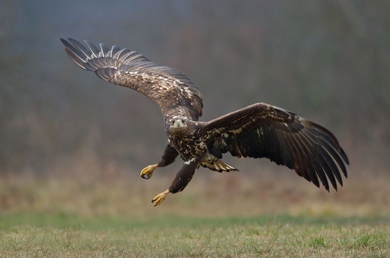 white-tailed eagle,  sea eagle, eagle я вижу тебяphoto preview