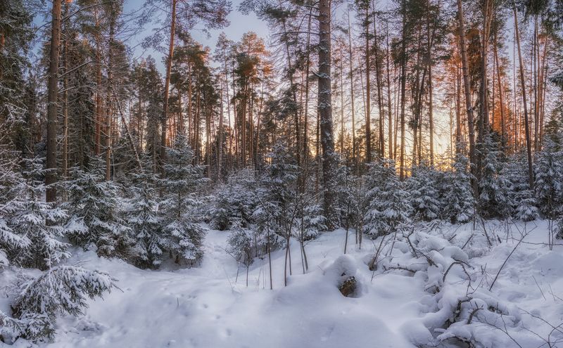 В боруphoto preview