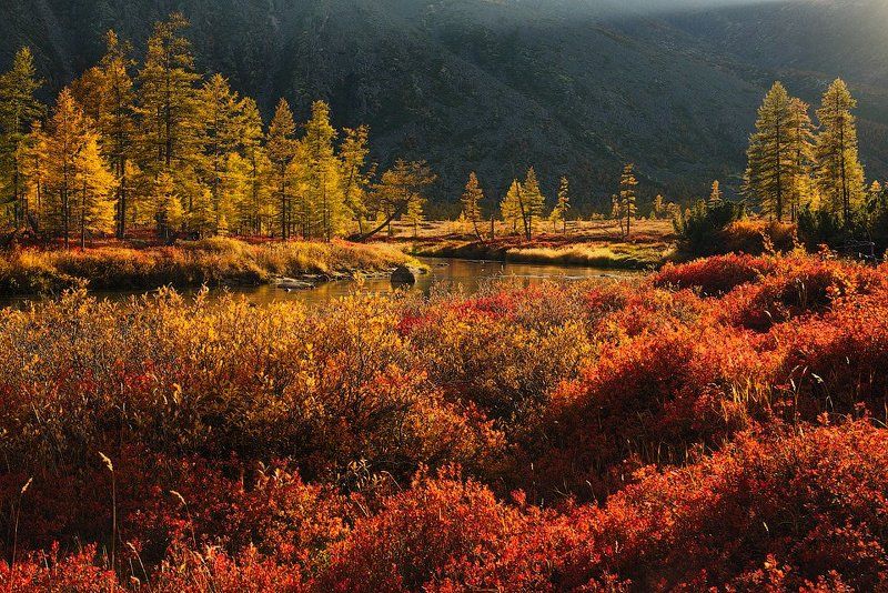 колыма, озеро джека лондона, река пурга, магаданская область, россия, река, березы миддендорфа, лиственницы, закат, тундра Золото на красномphoto preview