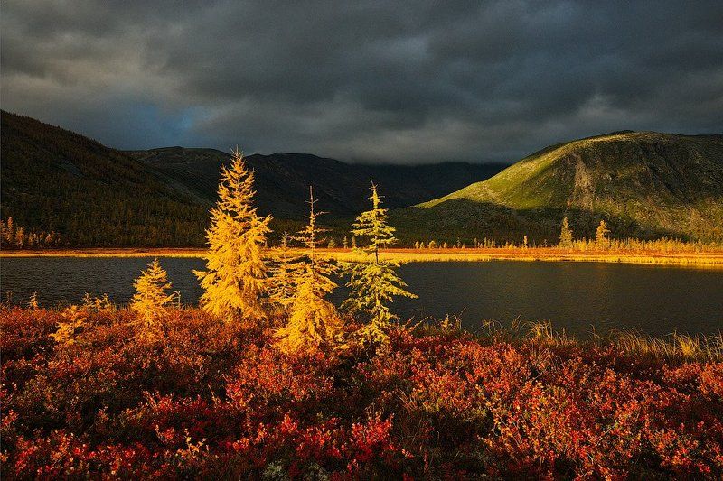 колыма, озеро джека лондона, река пурга, ручей студеный, магаданская область, россия, утро, рассвет, лиственницы, тундра Колымская осеньphoto preview