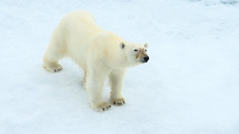 фотографандреевандрей, северныйполюс, northpole, арктика, arctic, ice, снег, лёд, круиз, expiditions, travel, белыймедведь, медведь, polarbear, животное, natgeowild photo preview
