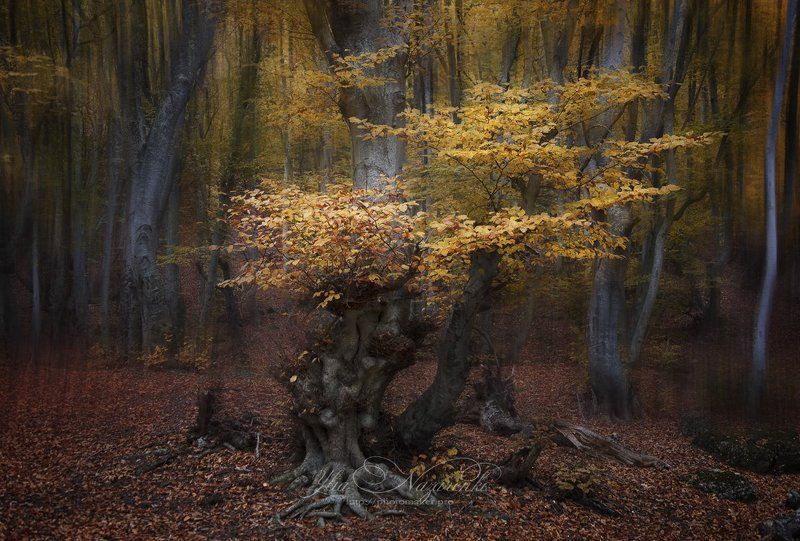 дерево, деревья, туман, дымка, осень, лес, woodland, tree, trees, forest, mystic, myctical, fog, mist, mood, чаща, autumn, мистика, сказка, образ, Золотое настроениеphoto preview