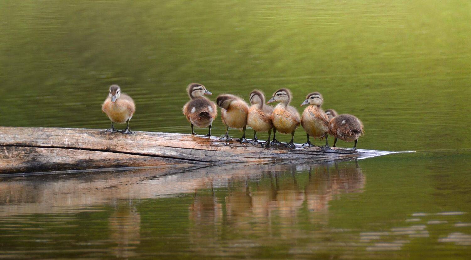 А ну-ка, подравнялись !. Автор: Андрей Степанов , Андрей Степанов