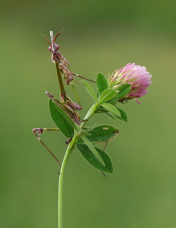 animal, nature, macro, mantis, flower, balance,  Mantisphoto preview