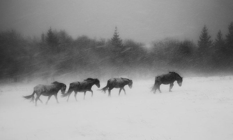 Сурова зимаphoto preview