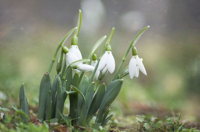 Подснежникиphoto preview