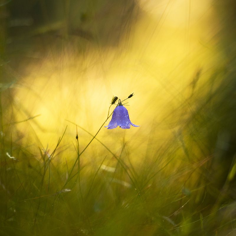 колокольчик,цветы,цветок,солнечная,макро,боке,природа,растения,дикие цветы,bell,flower,macro,bokeh,plant,nature Серия \