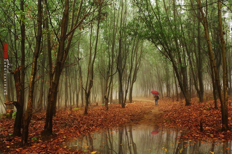 Dang Tuan Trung, Frank Dang Little rainphoto preview