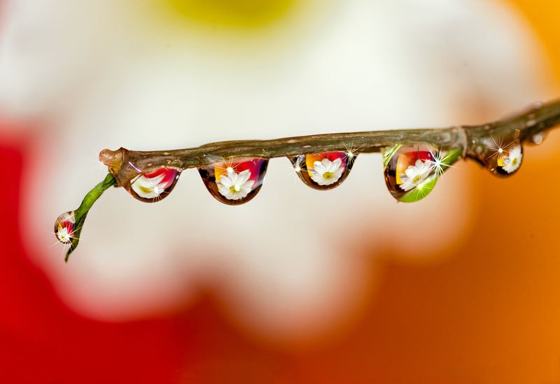 drops, reflections, flowers, macro Капли / Raindropsphoto preview