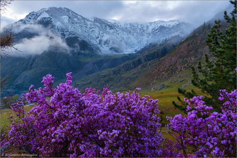 алтай, горы, вечер, весна, рододендрон ледебура, маральник, иодро Весенний вечерphoto preview