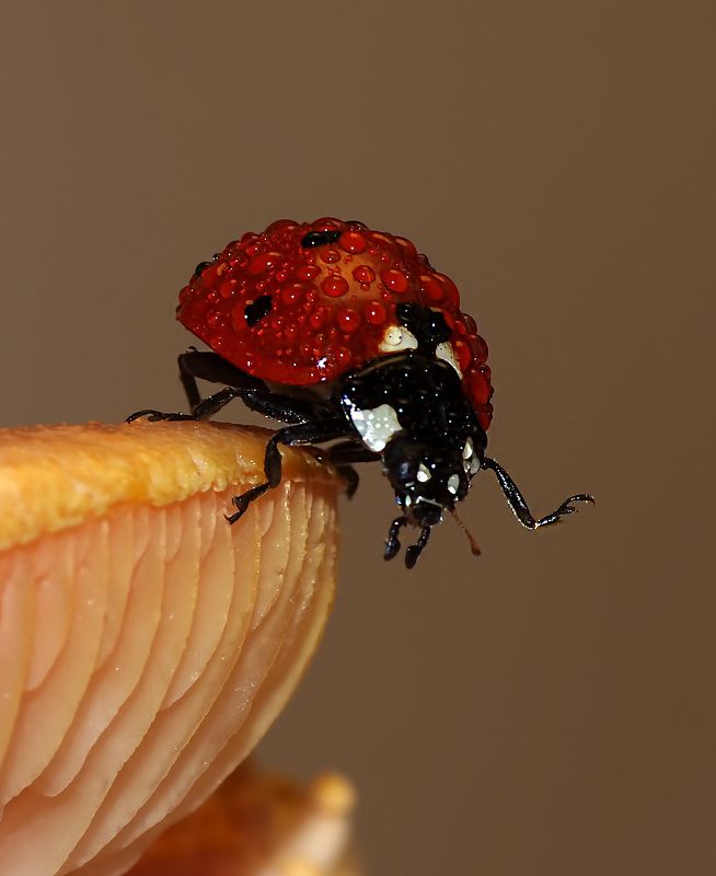 nature, animal, macro, ladybug, drops, water,  dropsphoto preview