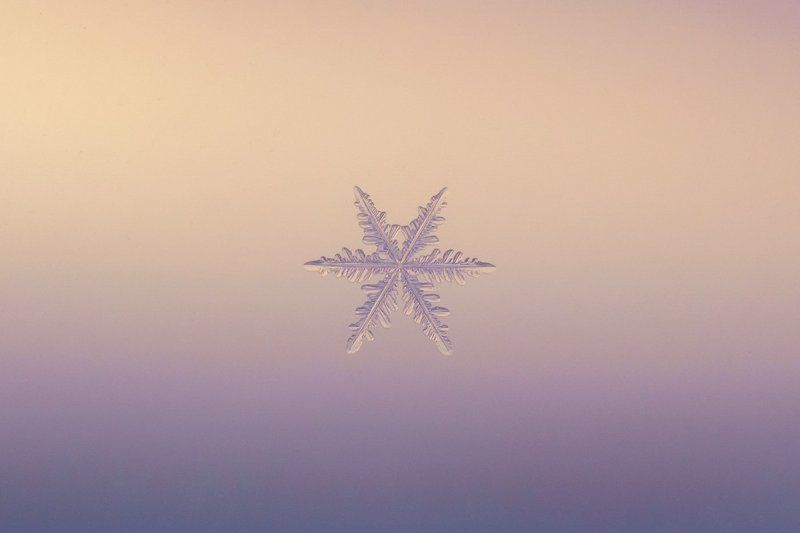 Макро, Печора, Снежинка Снежинки январяphoto preview