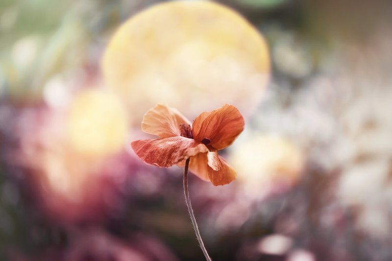 antrisolja,nature,mcro, В сердце каждого из нас photo preview