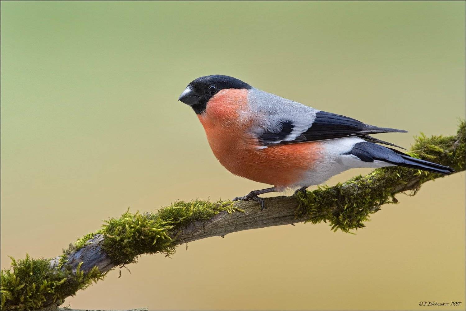 снегирь, Сергей Сильченков