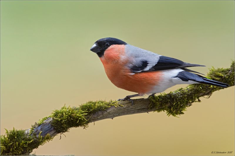 снегирь Про красавчика.photo preview